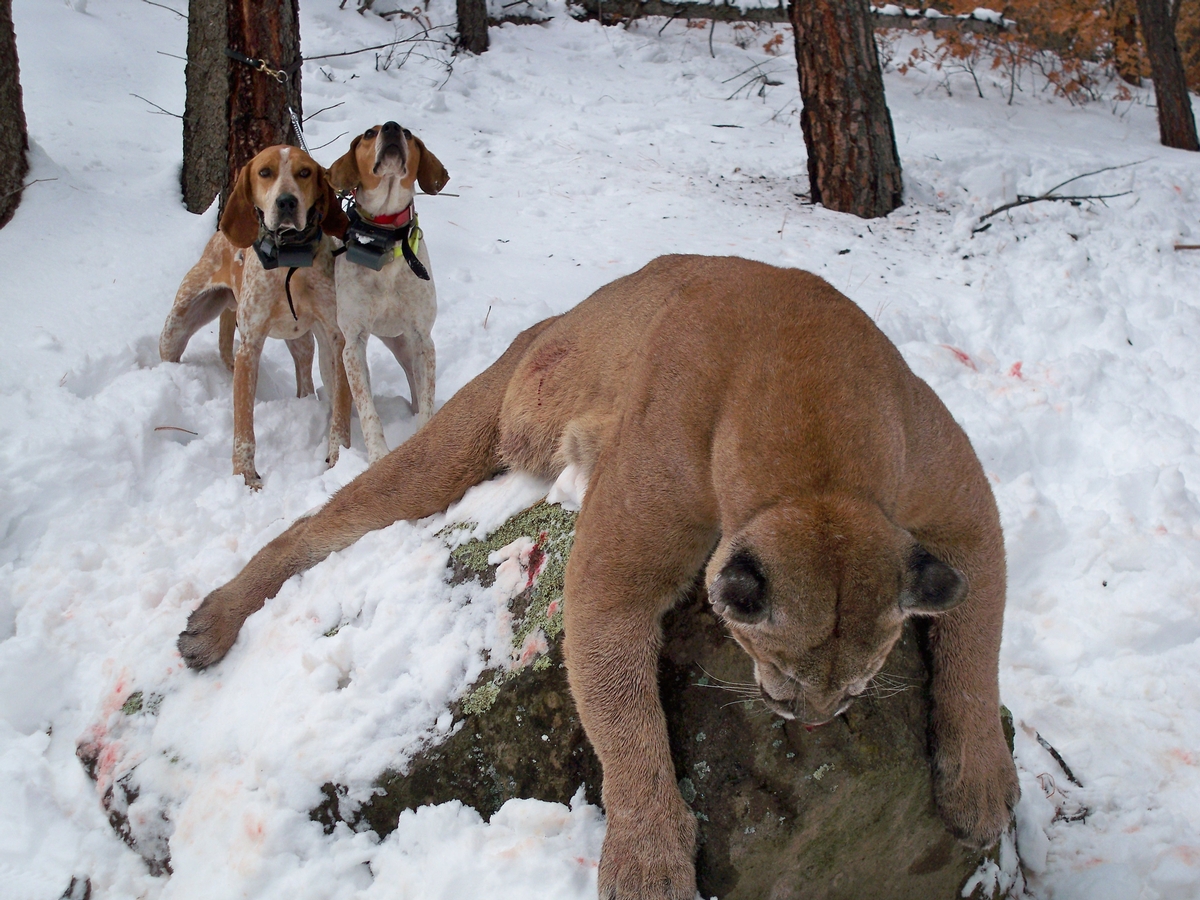 what kind of dogs are used to hunt mountain lions