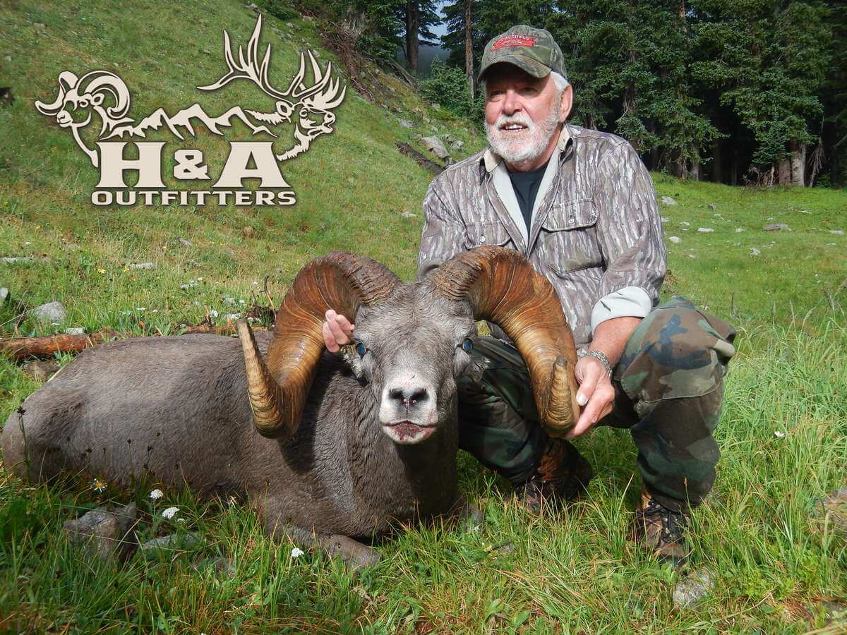 New Mexico Bighorn Sheep Hunts - Big Horn Sheep Hunting Guides