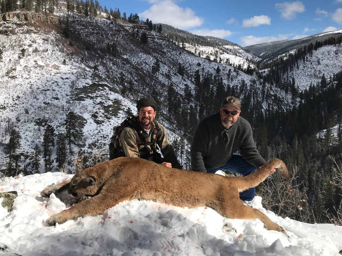 Lion hunts