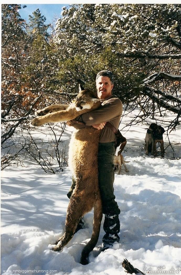 Mountain Lion Hunts Photo