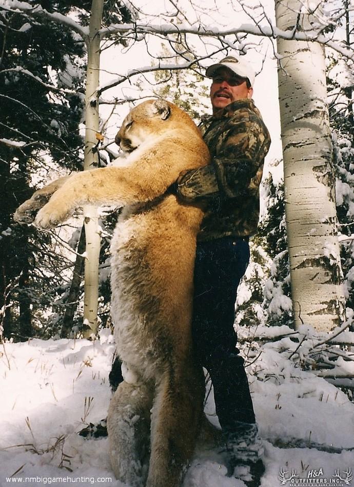Mountain Lion Hunts Photo