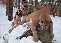 Mountain Lion Hunts