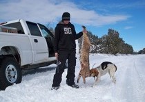 Mountain Lion Hunts